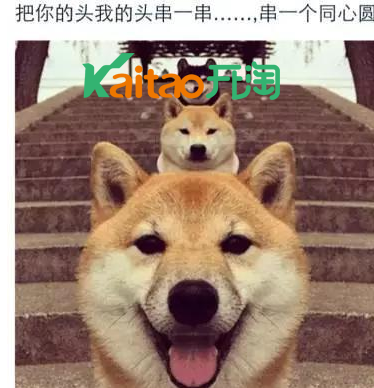 毛菇小象 毛菇小象