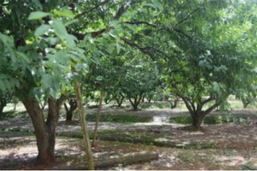 拼多多果园在哪里找人pk?怎么玩?