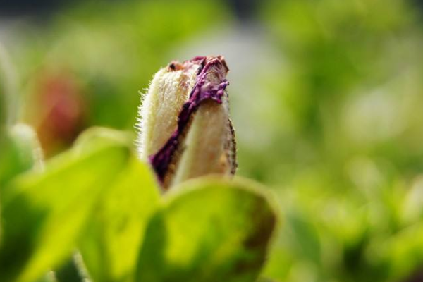 淘宝新势力周春上新什么时候预热?活动收费吗?.png 淘宝新势力周春上新什么时候预热?活动收费吗?.png