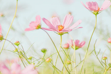 淘宝店铺是不是等级越高流量越多?如何划分层级?