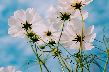 淘宝直播间流量突然下降是什么原因?如何解决?